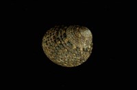 藏品(草蓆鐘螺)的圖片